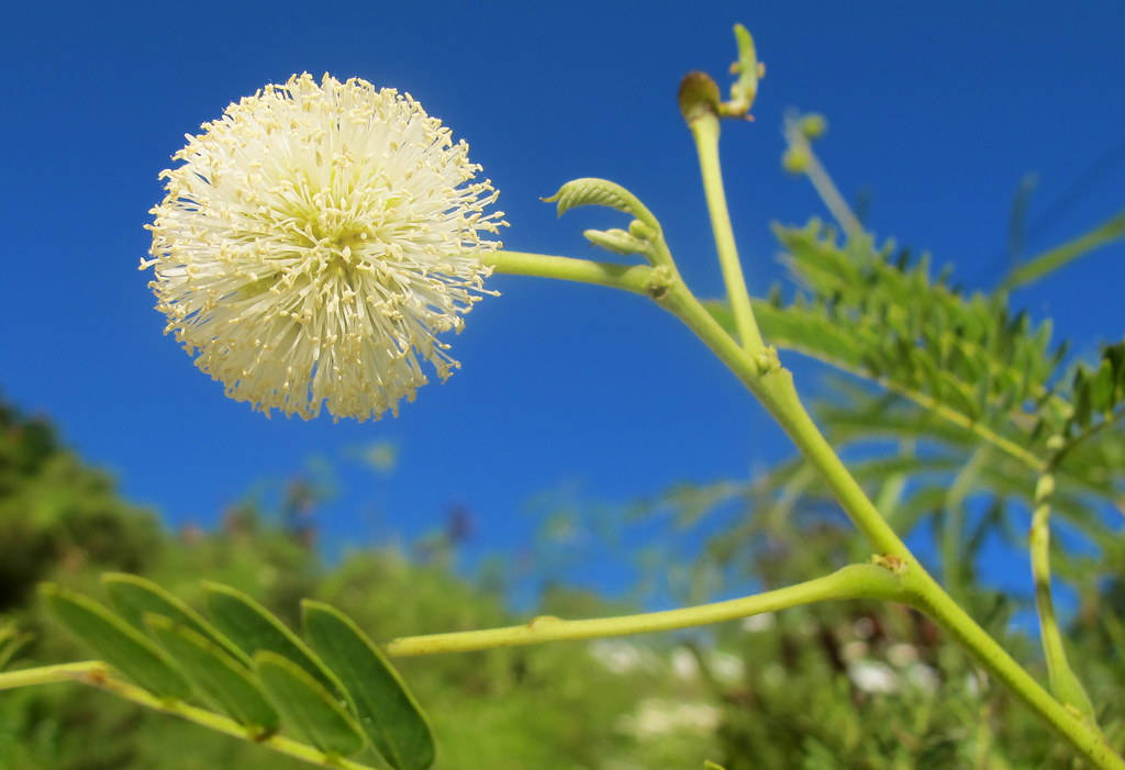 Caption: A Beautiful Scene Of Yellow Mimosa Flowers Under A Dazzling Blue Sky Wallpaper