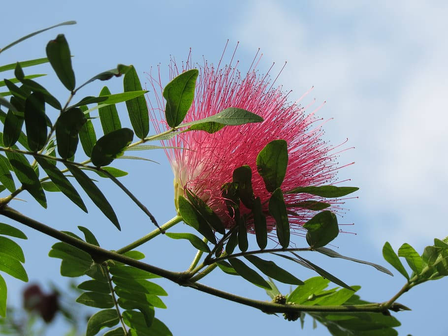 Caption: A Cluster Of Vibrant Mimosa Flowers Against A Luscious Greenery Wallpaper