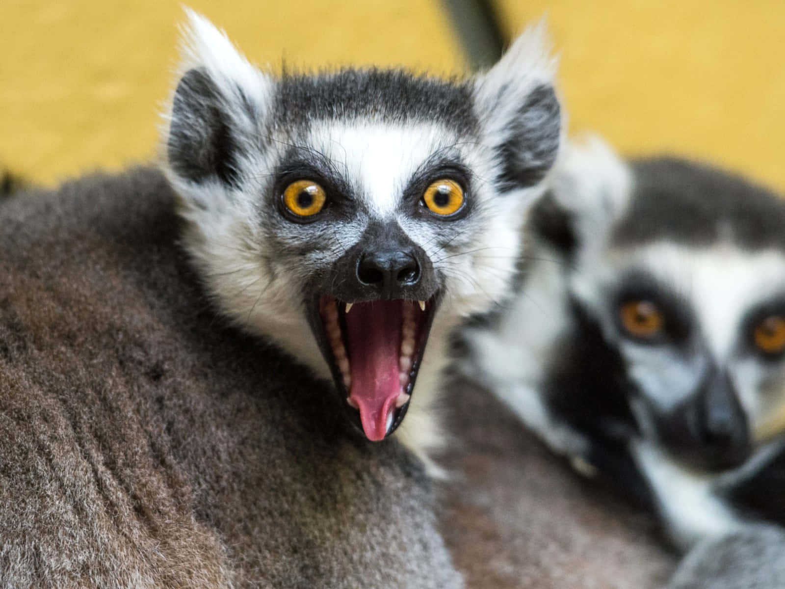 Caption: A Lemur Perched On A Tree Branch While Calmly Surveying Its Forest Home. Wallpaper