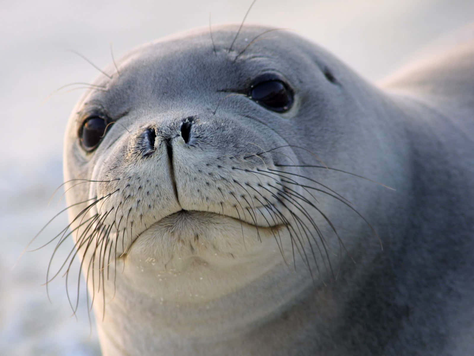 Caption: A Majestic Leopard Seal Resting On An Antarctic Iceberg Wallpaper