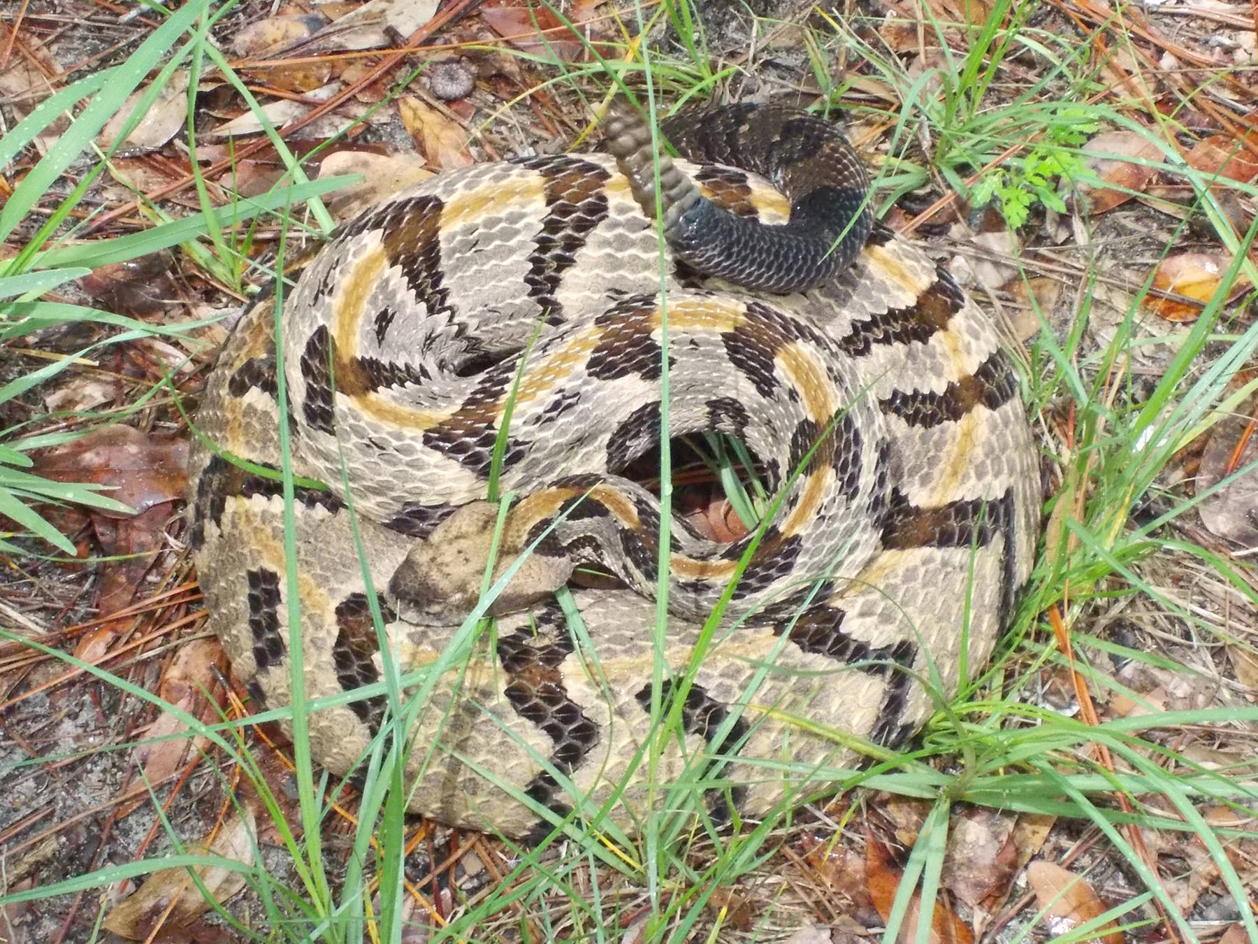 Caption: A Timber Rattler Snake Lying In Its Natural Habitat. Wallpaper