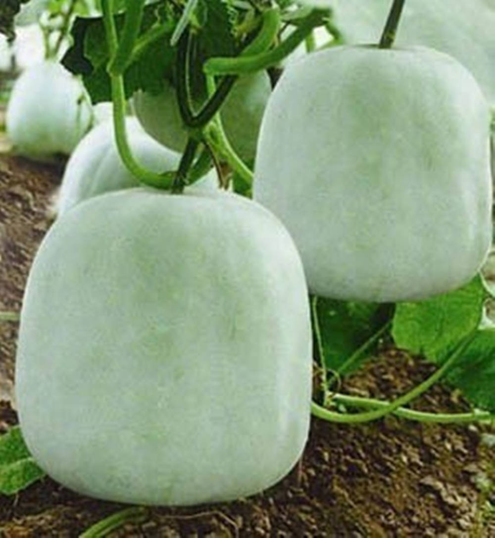 Caption: Fresh Ash Gourd: The Heirloom Vegetable Varieties Wallpaper