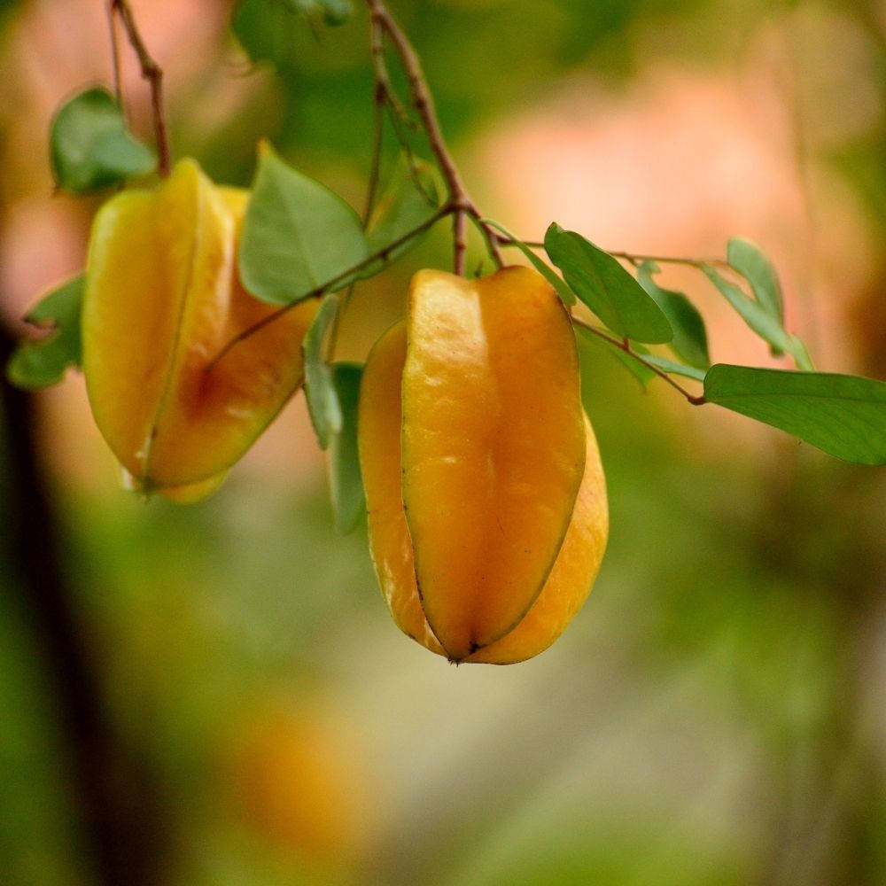 Caption: Fresh Golden Carambola Hanging From The Tree Wallpaper