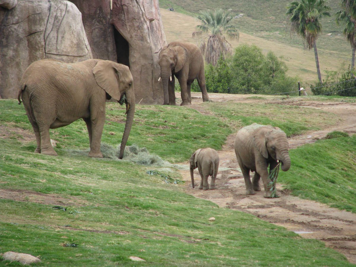 Caption: Majestic Elephant Family At San Diego Zoo Wallpaper