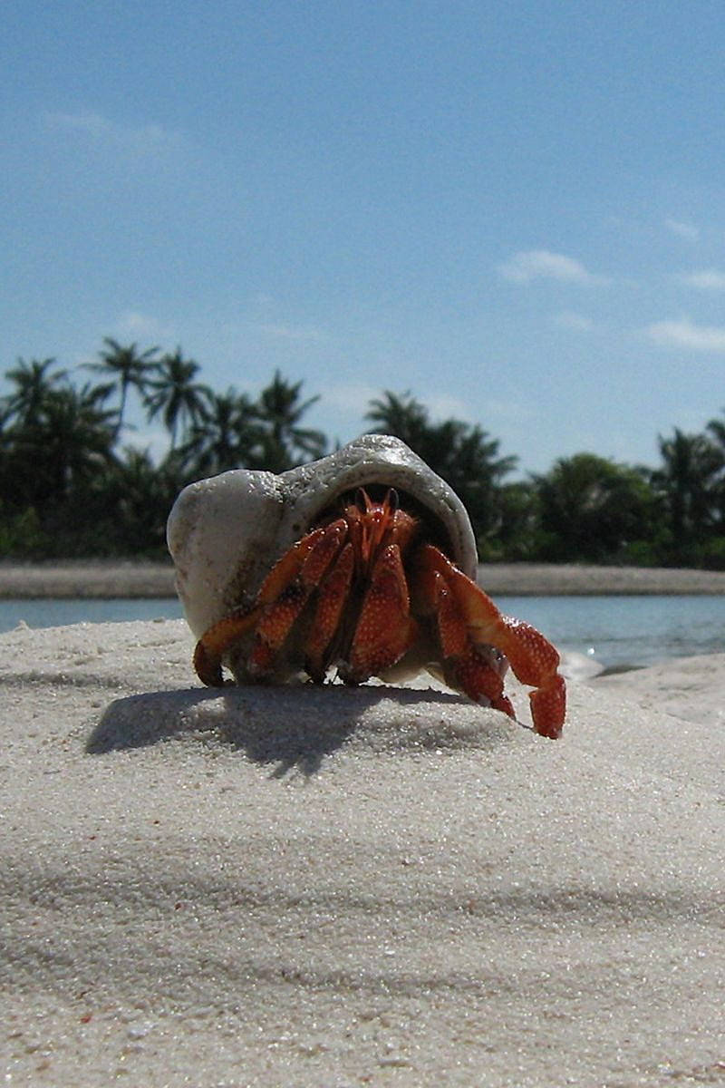 Caption: Pristine Crab On White Coastal Sands - Original Iphone 4 Wallpaper Wallpaper