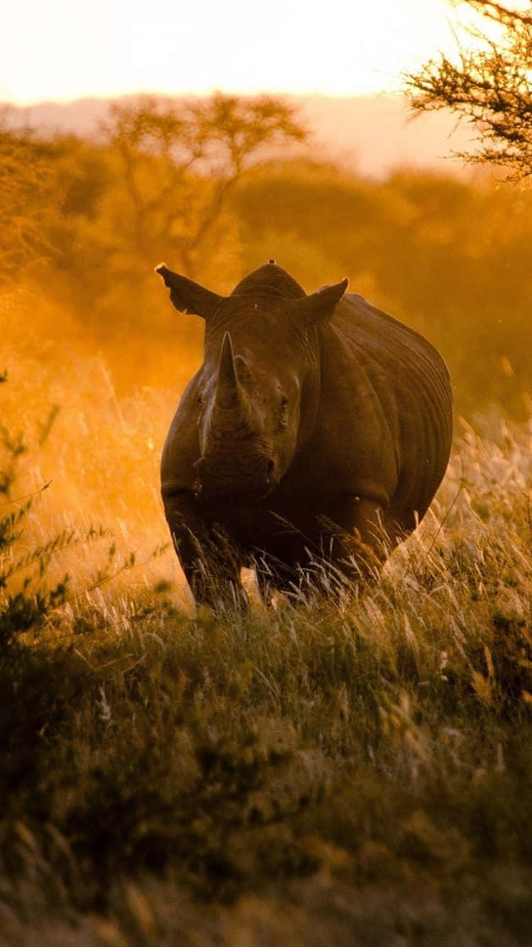 Caption: Serene African Scenery On An Iphone Wallpaper