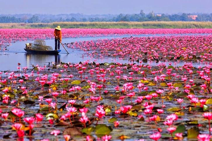 Caption: Stunning Blooming Water Lily On Serene Pond Wallpaper