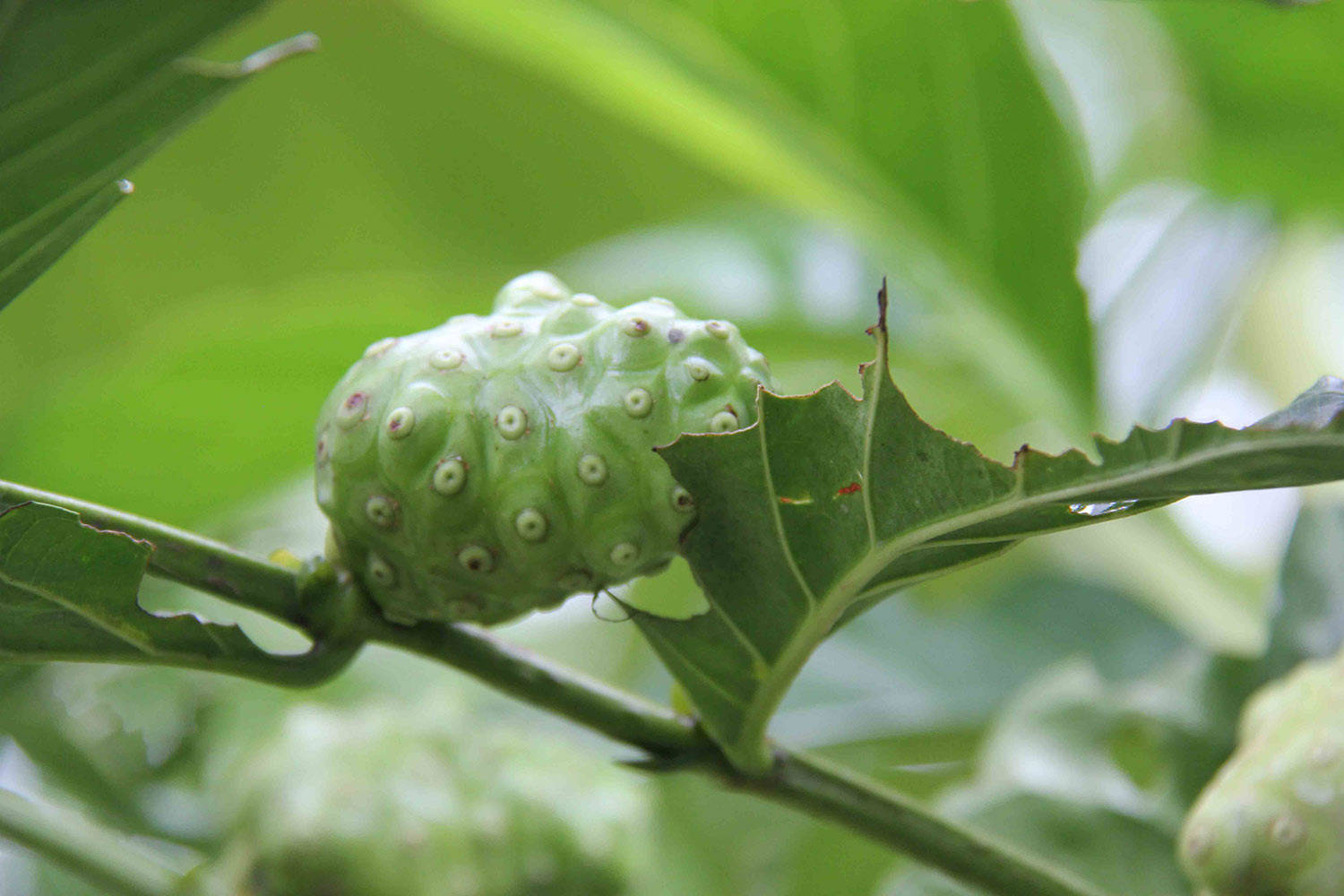 Caption: Tropical Noni Fruit On Wooden Background Wallpaper