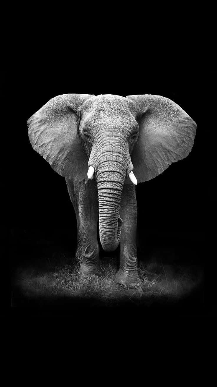 Caption: Vibrant African Culture Engraved On Iphone Wallpaper