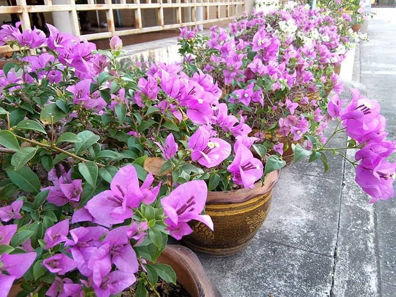 Caption: Vibrant Bougainvillea In Full Bloom Wallpaper