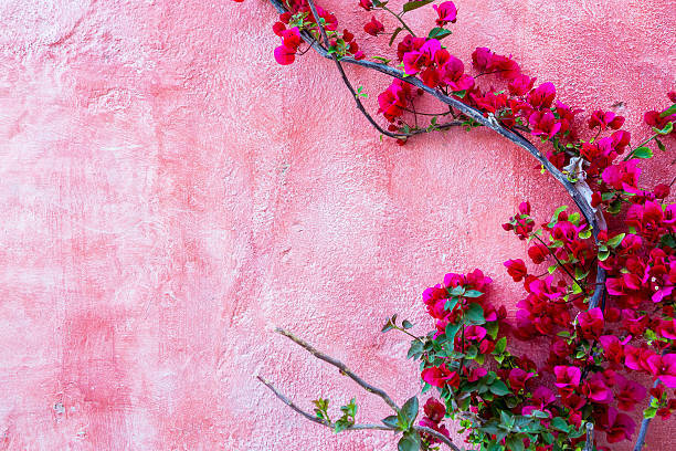 Caption: Vibrant Burst Of Bougainvillea Blooms Wallpaper