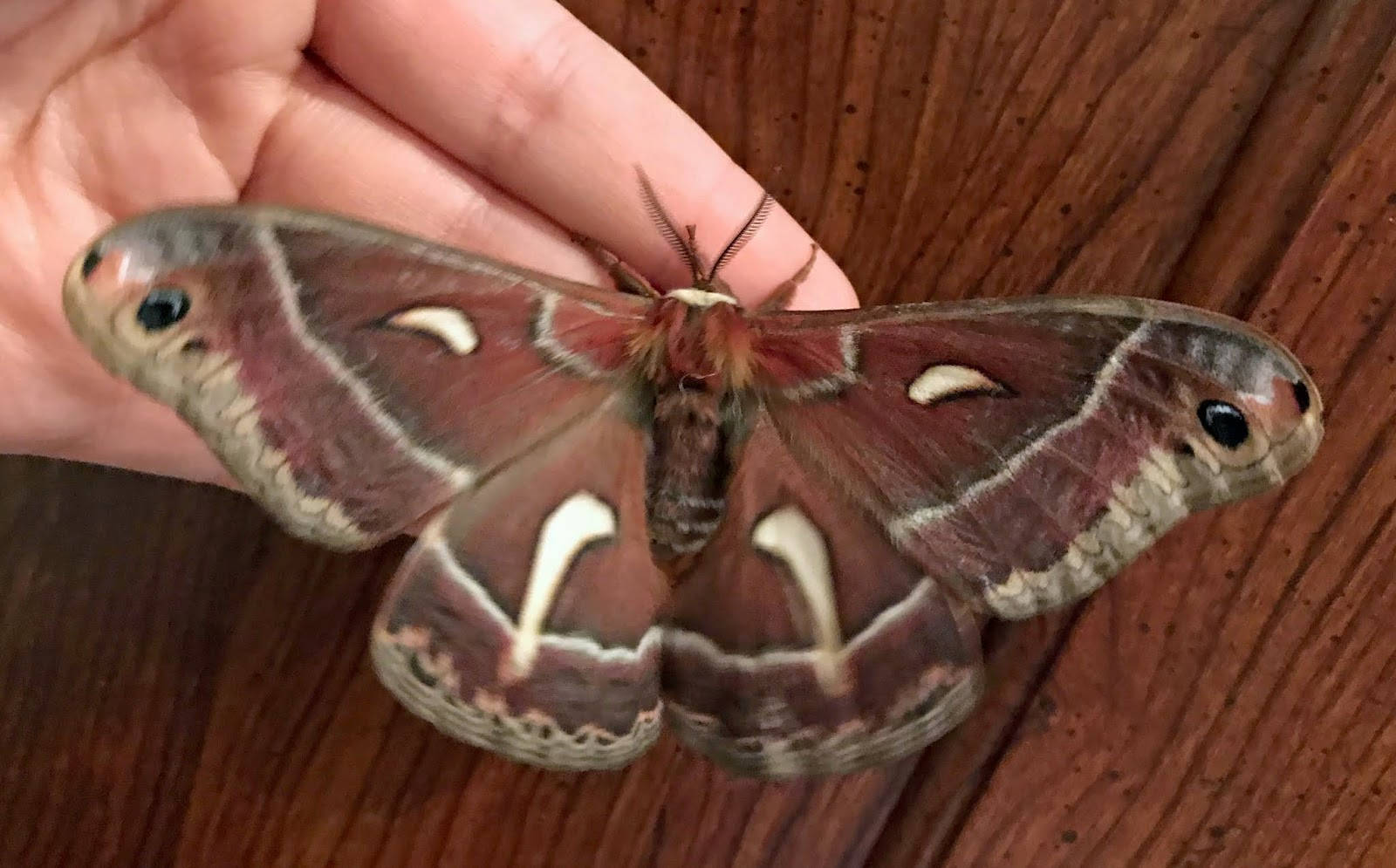 Captivating Cecropia Silkmoth On Mountains Wallpaper