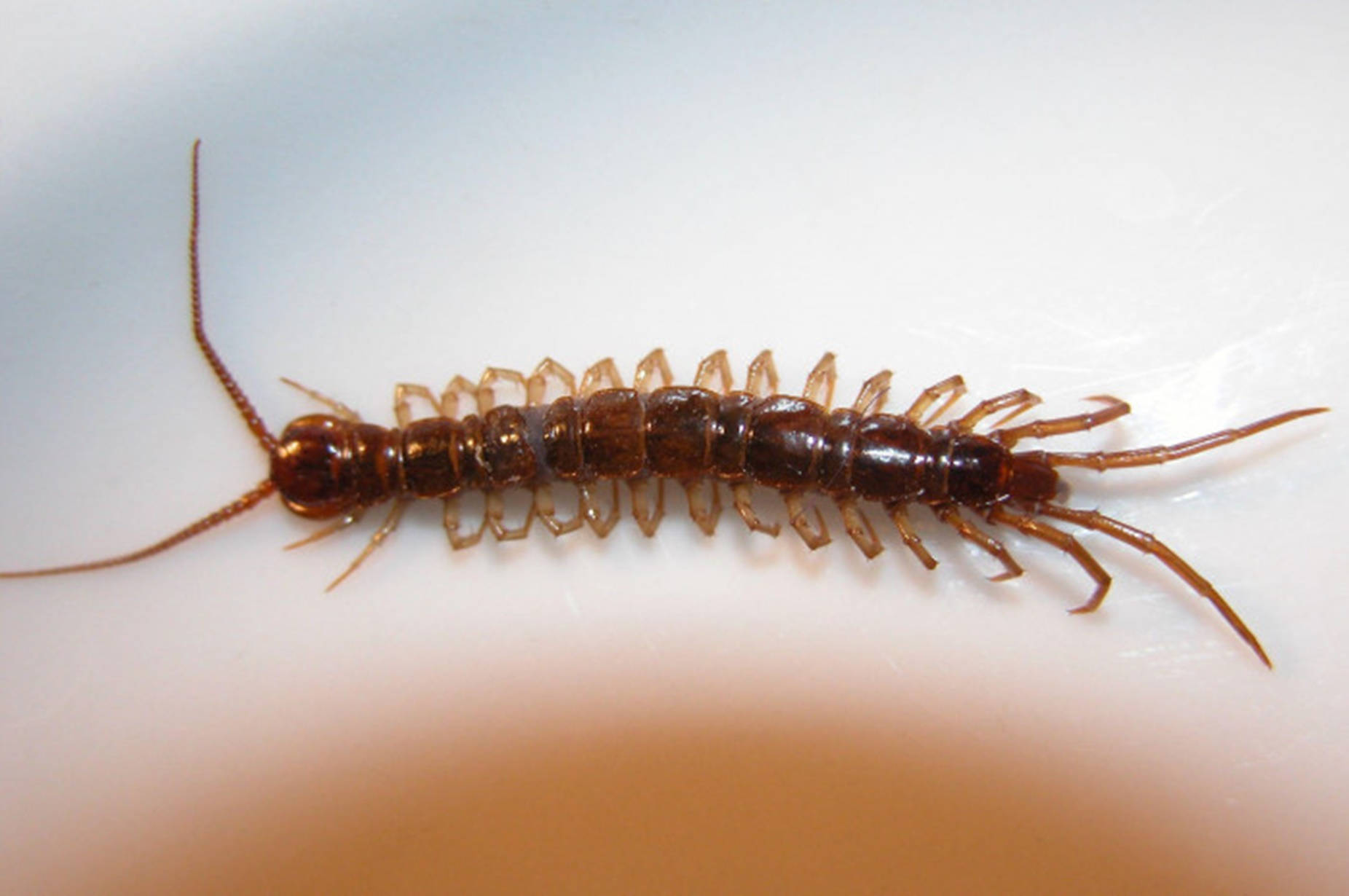 Captivating Close-up Of A Brown Centipede Wallpaper