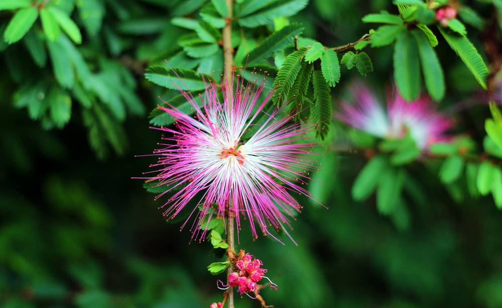 Captivating Pink Mimosa Bloom In Full Splendor Wallpaper