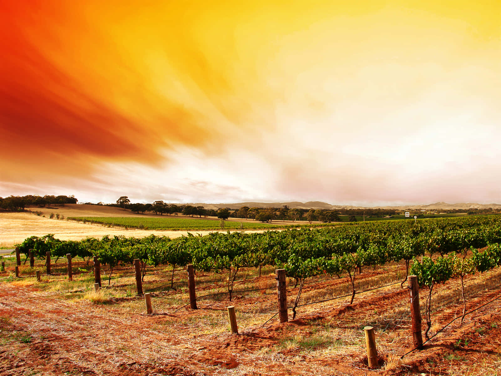 Captivating Sunset Over Vineyard Wallpaper