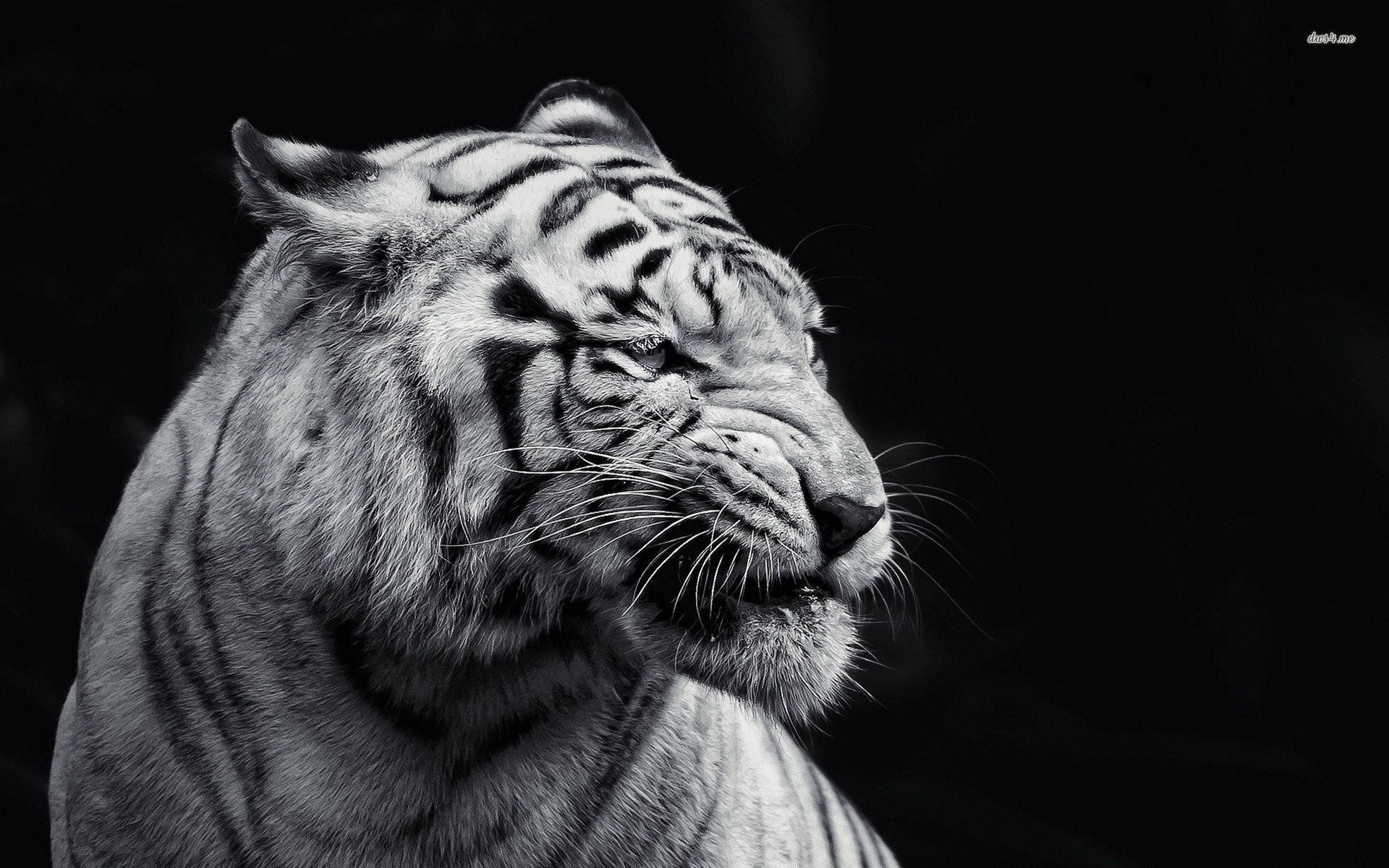 Captivating Tiger In Monochrome Wallpaper