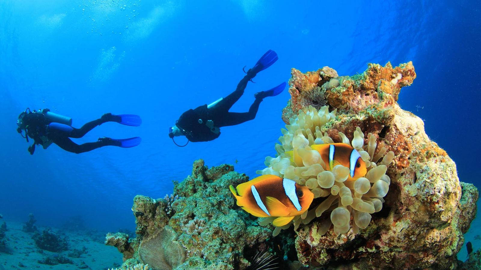 Captivating Underwater Exploration With Clown Fishes Wallpaper