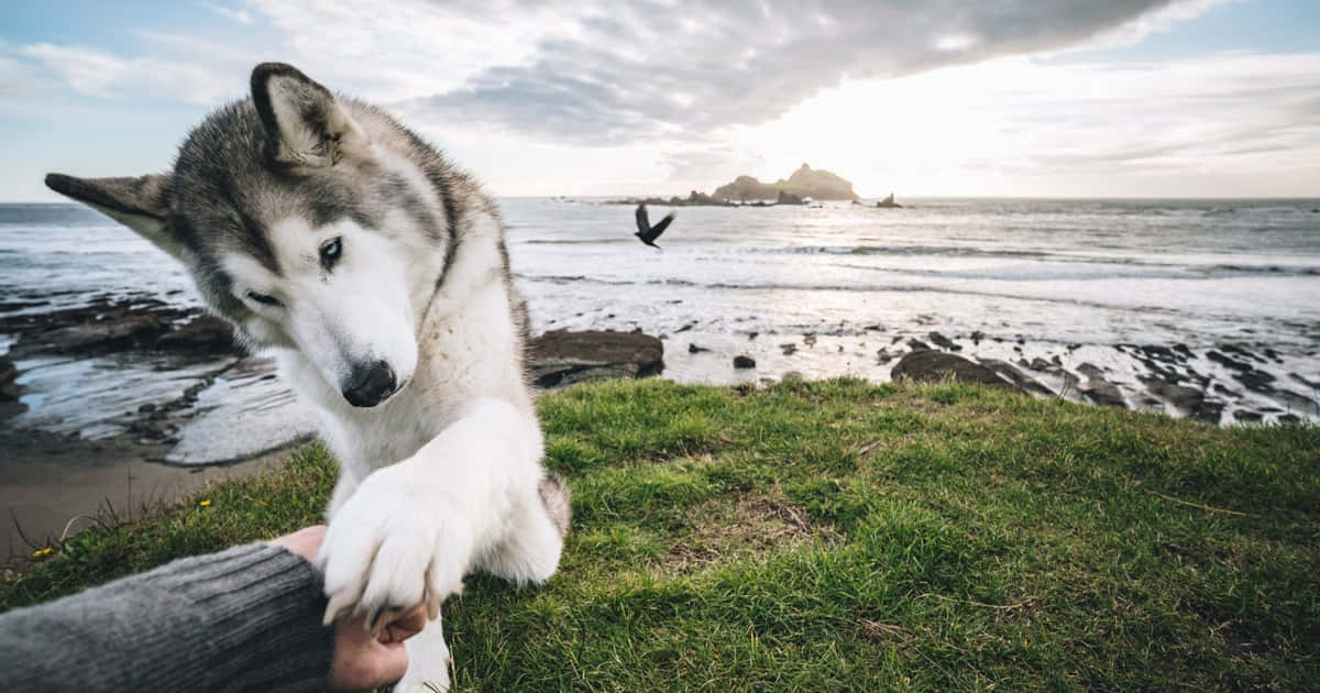 Captivating Wolfdog Staring Intently In Nature Wallpaper