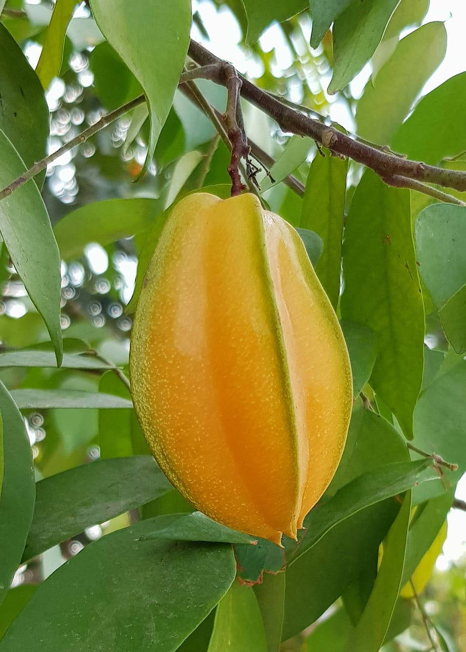 Carambola Starfruit Sweet And Sour Wallpaper