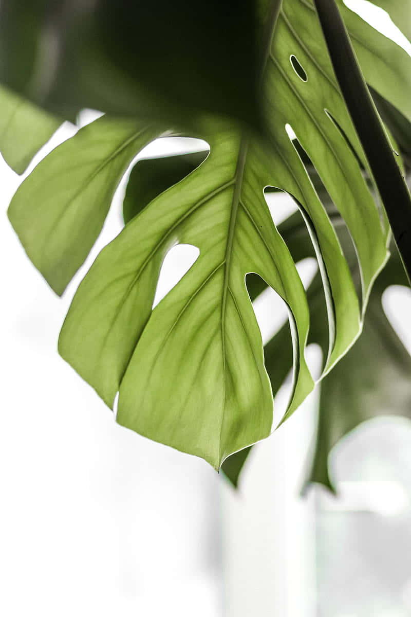 Catching The Sunlight: A Vibrant Green Monstera Leaf Basking Under The Radiant Rays. Wallpaper