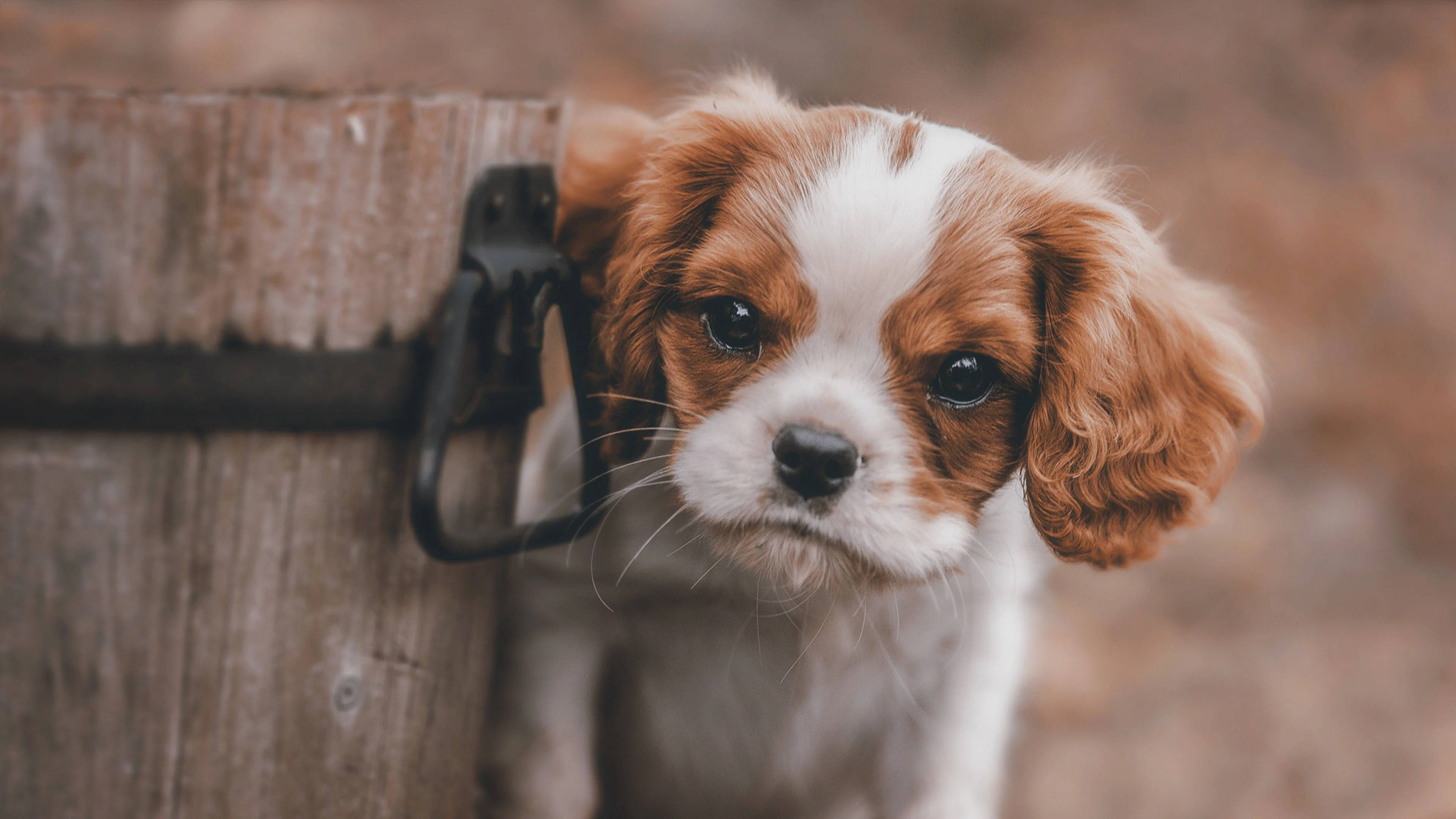 Cavalier King Charles Spaniel Puppy Desktop Wallpaper