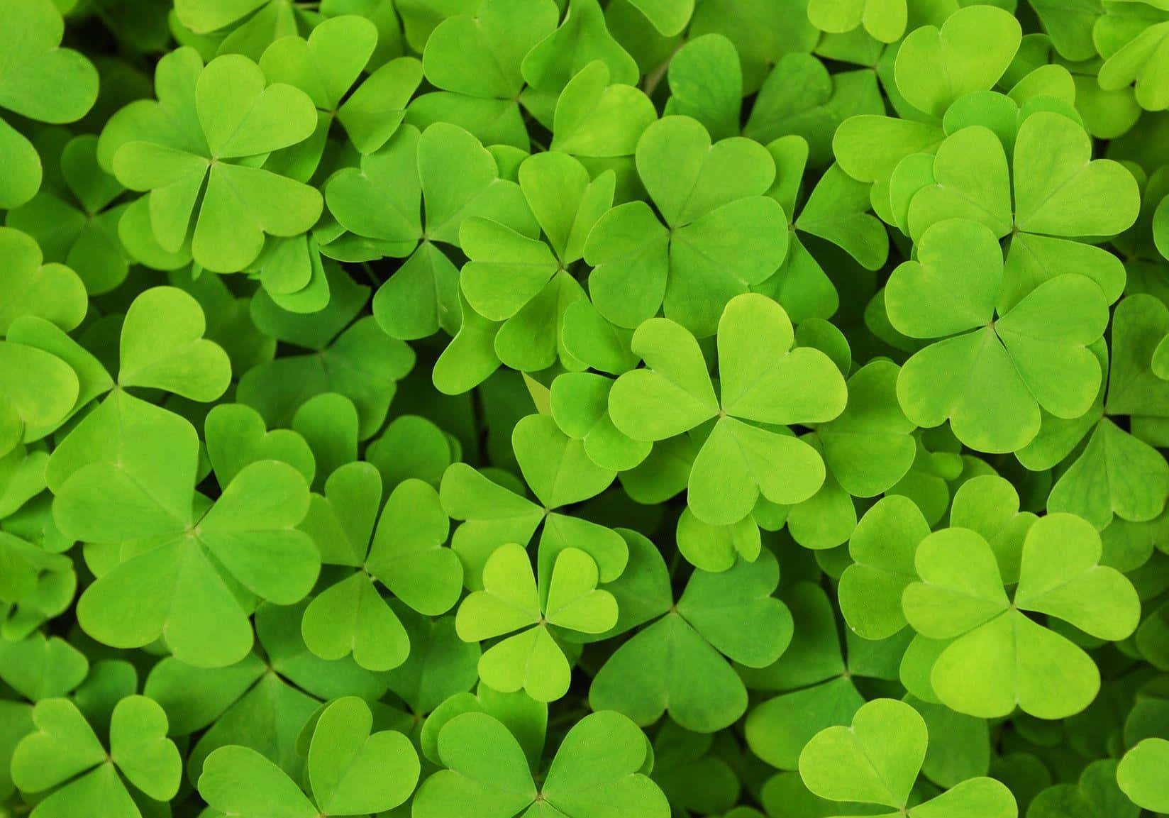 Celebrate St. Patrick's Day With A Shamrock Wallpaper