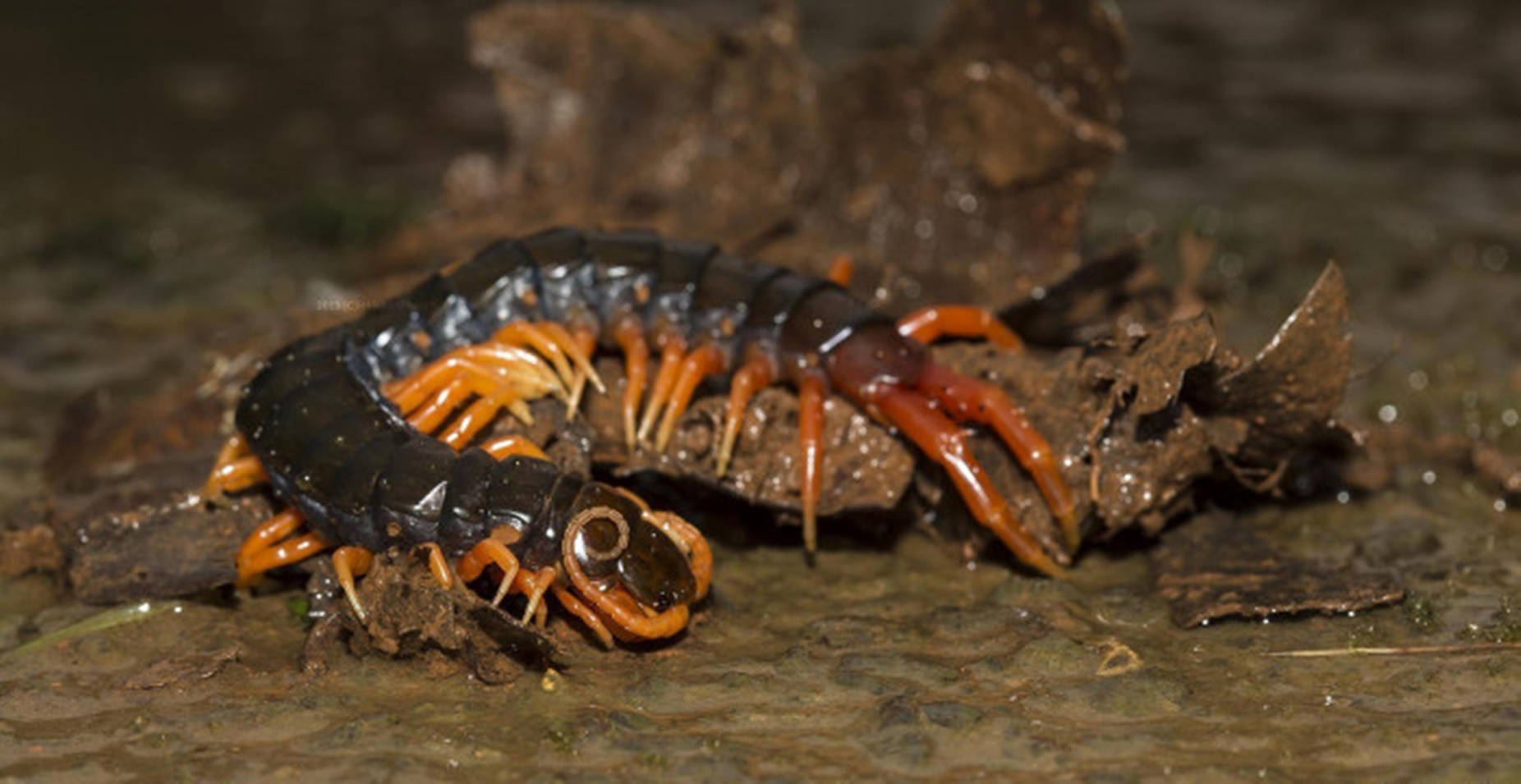 Centipede Black On Brown Dirt Wallpaper