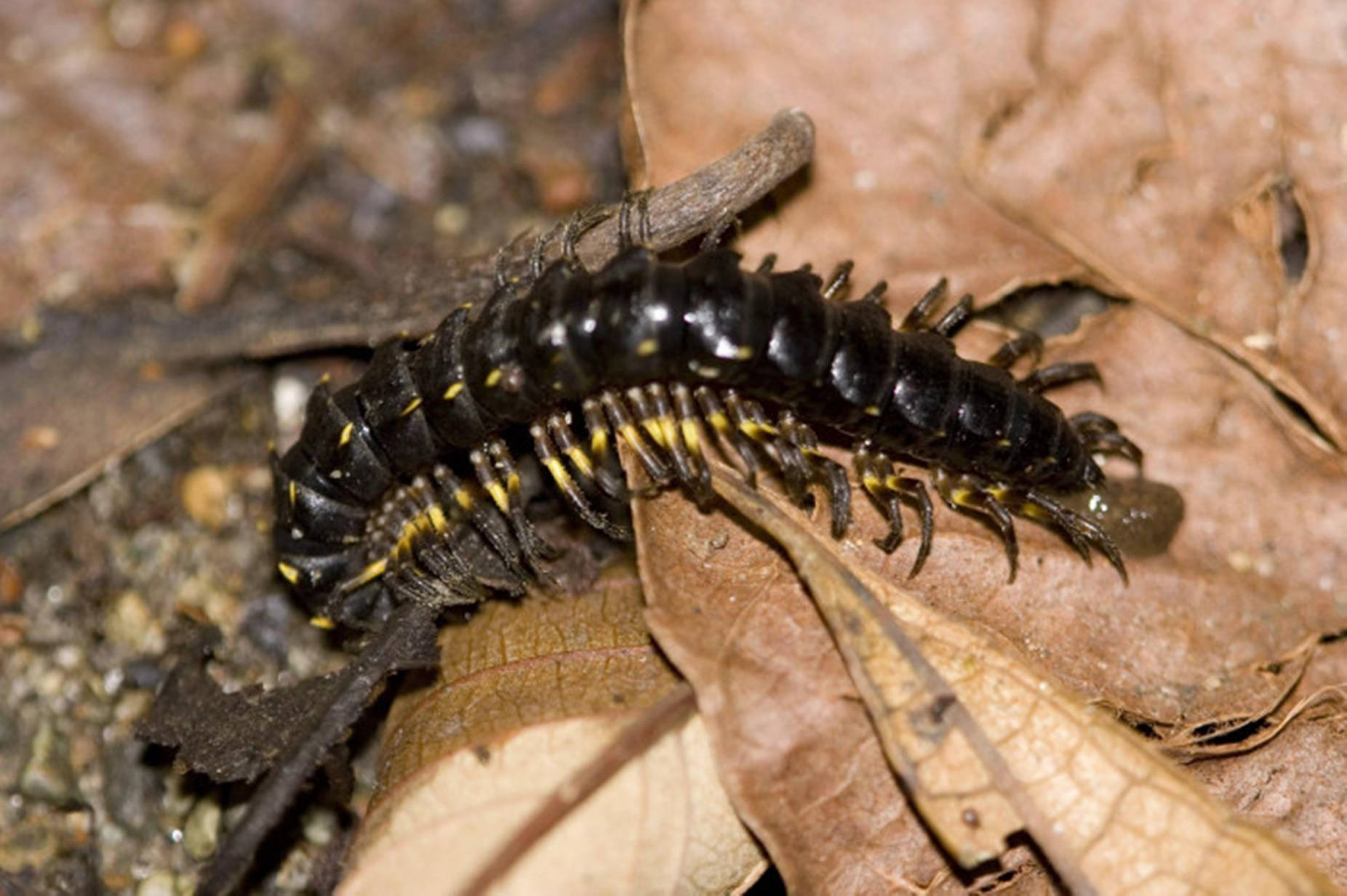 Centipede Black On Dried Brown Leaves Wallpaper