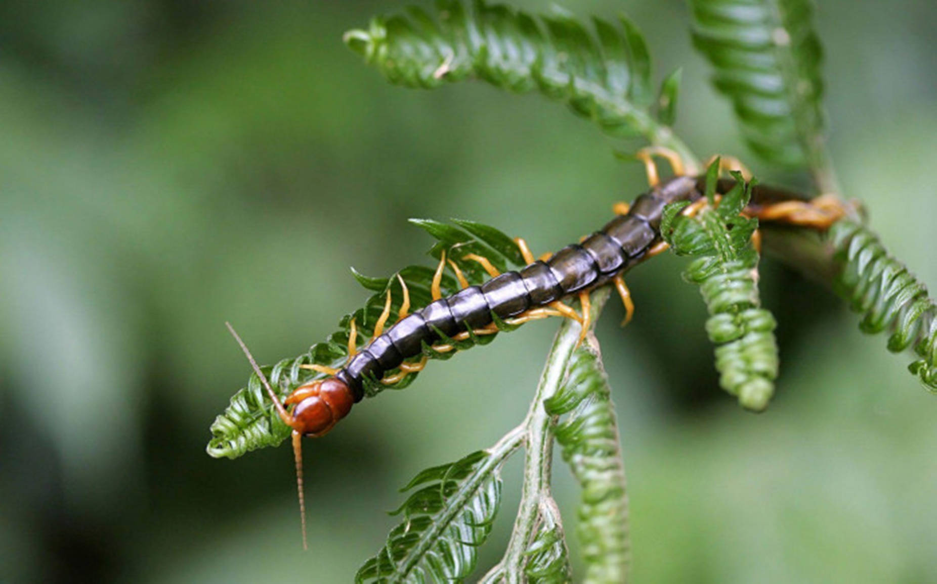 Centipede Black On Thin Leaves Wallpaper