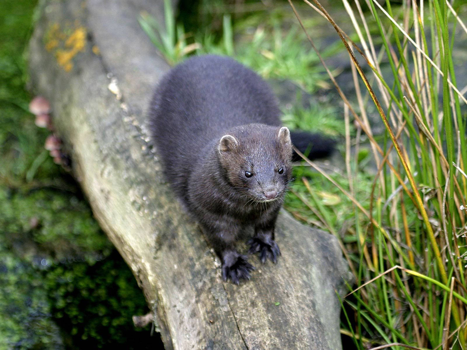 Charming Black Mink Wallpaper