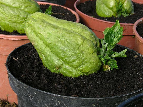 Chayote Soil Pot Wallpaper