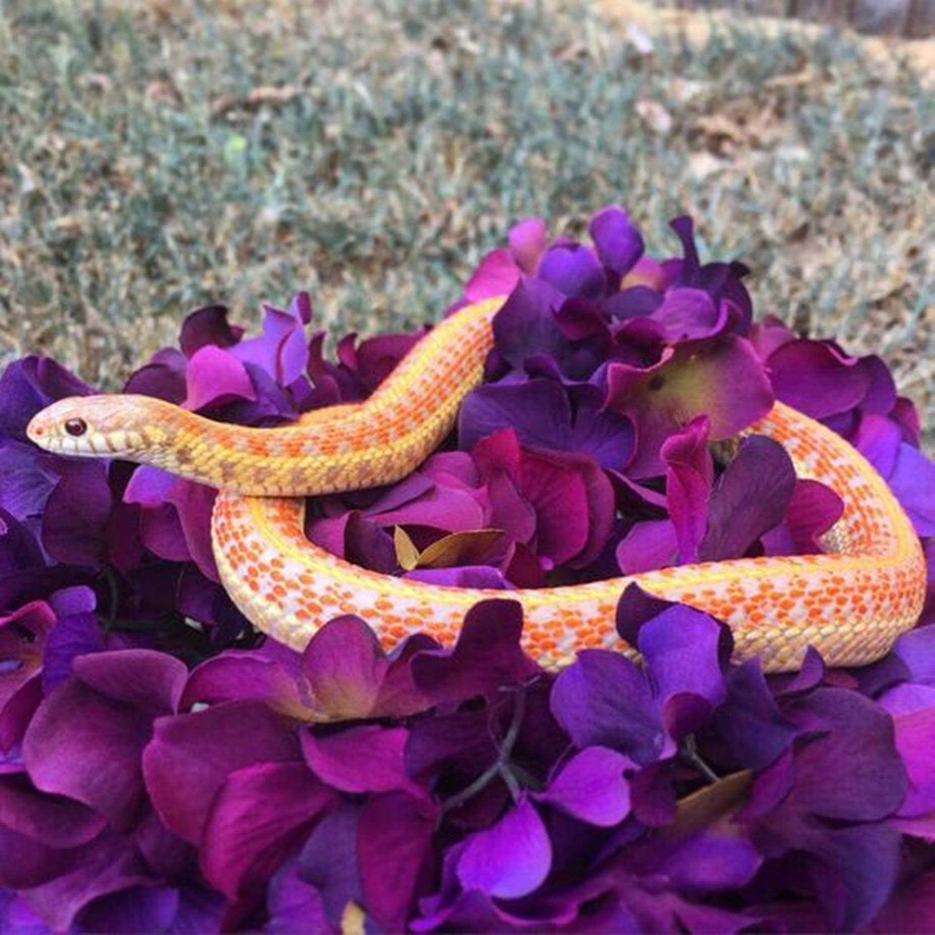 Checkered Garter Snake Wallpaper