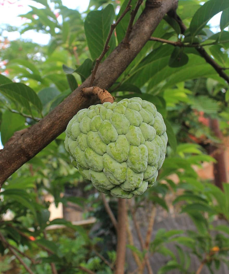 Cherimoya Native Custard Apple Wallpaper