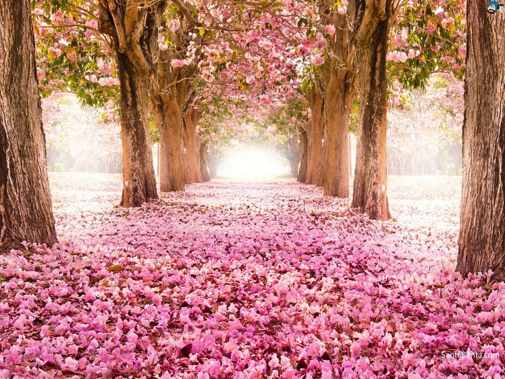 Cherry Blossom Covered Ground Wallpaper