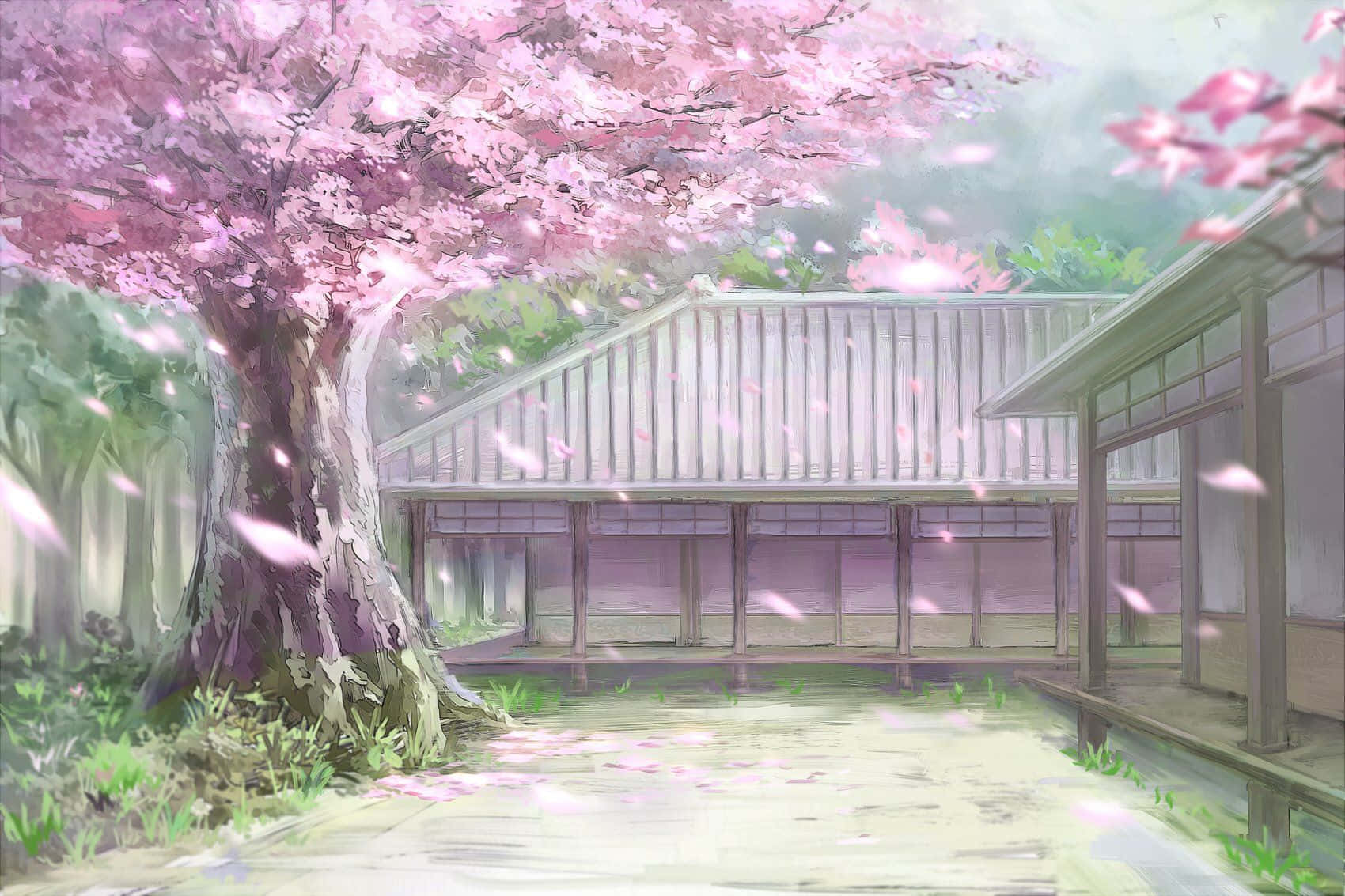 Cherry Blossoms Anime Scenery Falling Leaves Wallpaper