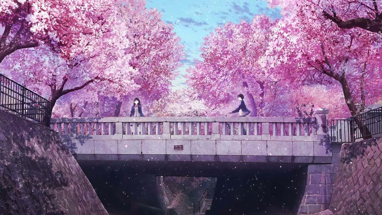 Cherry Blossoms Anime Scenery Girl Standing On Bridge Wallpaper