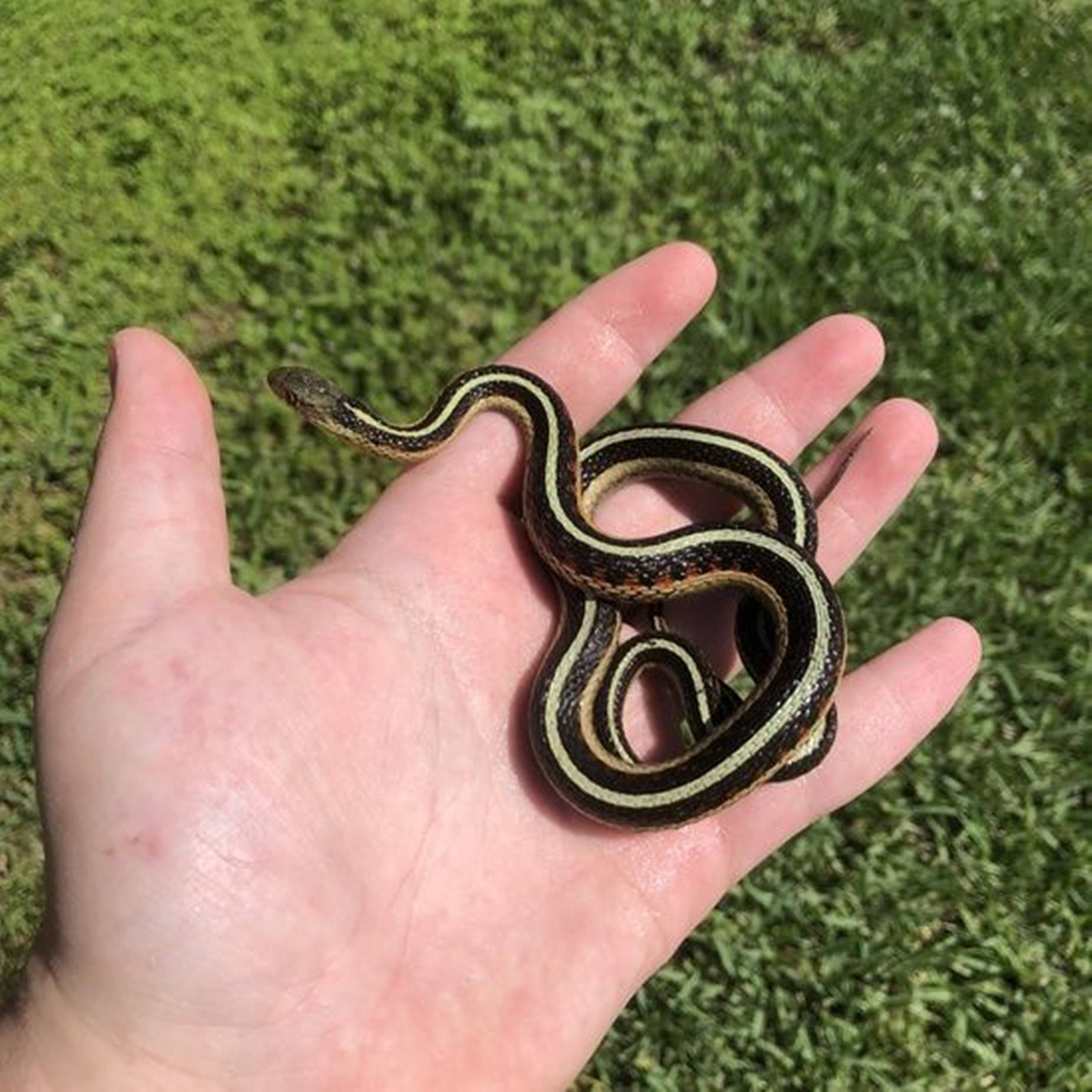 Chicago Garter Snake On Palm Wallpaper