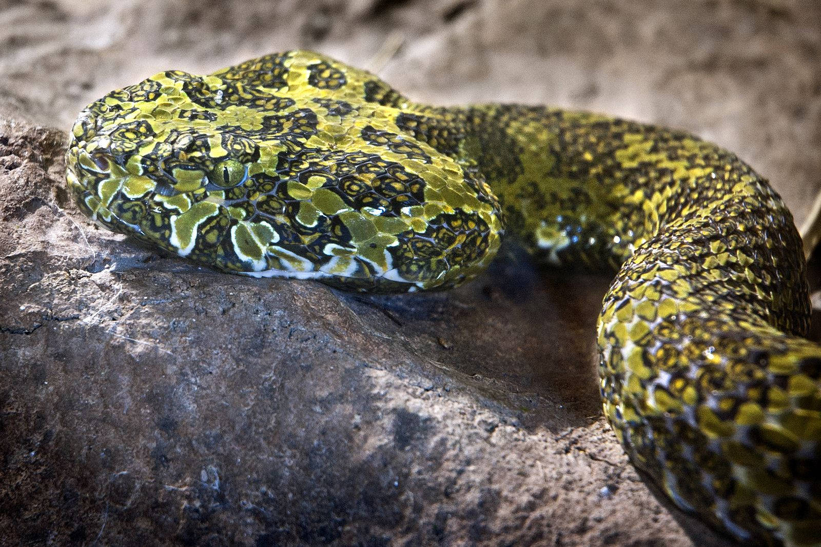 China Mountain Viper Venom Zoo Wallpaper