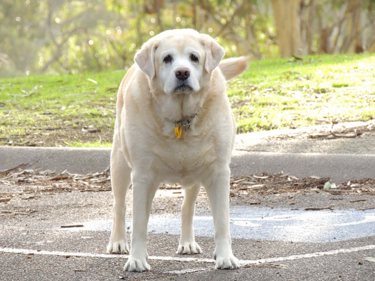 Chubby Golden Retriever Relaxing In The Park Wallpaper