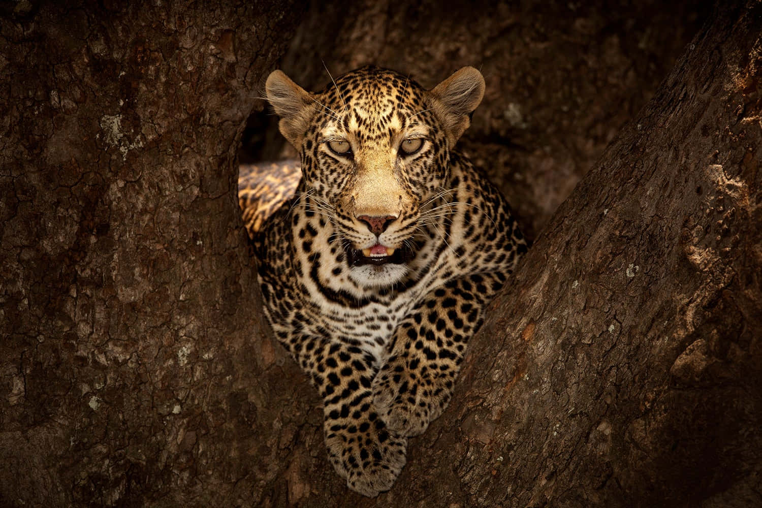 Climbing Leopard In Masai Mara National Reserve Wallpaper
