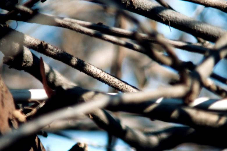 Close-up Focus Tangled Tree Branches Wallpaper