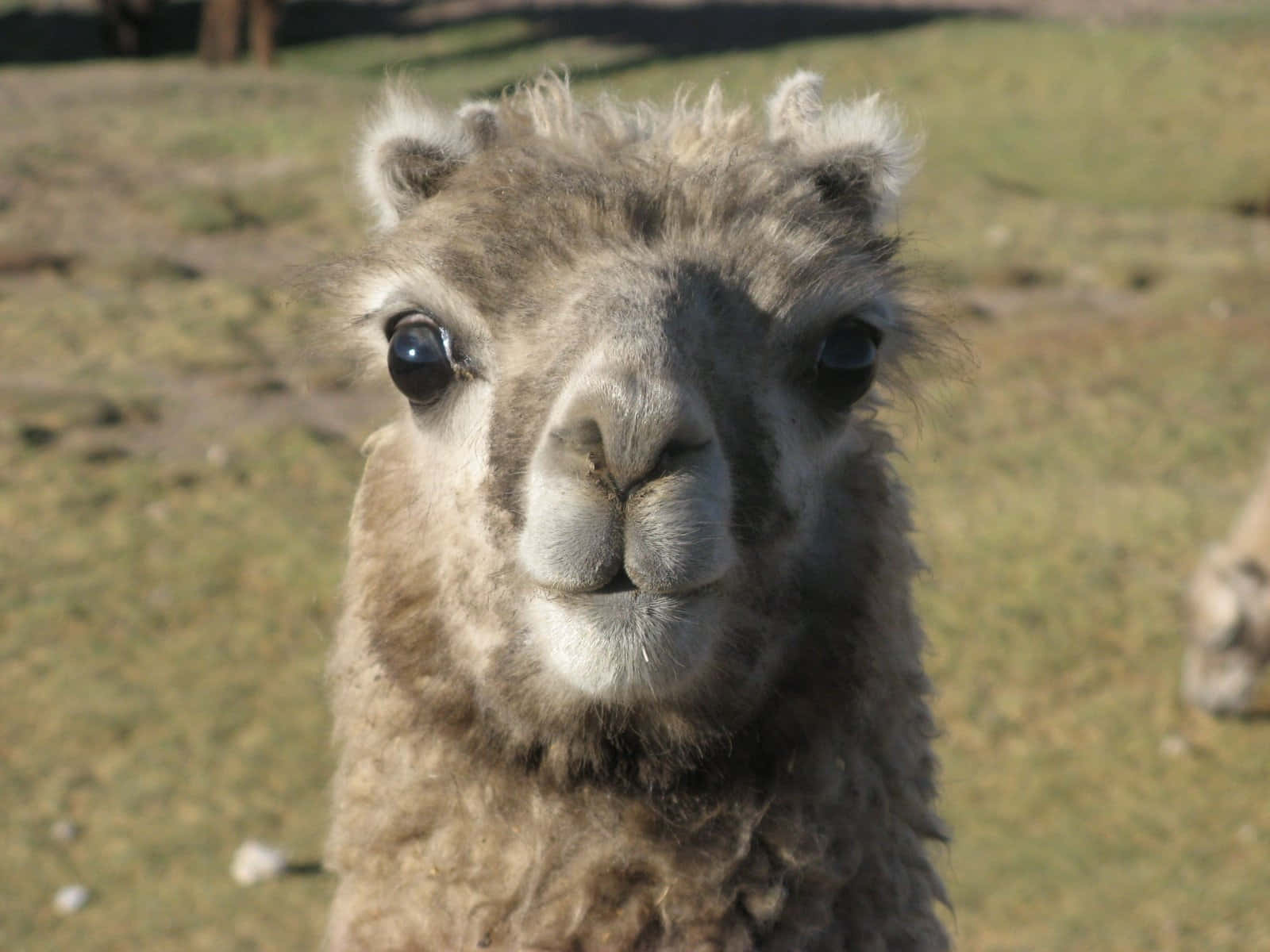 Close Up Llama Portrait.jpg Wallpaper