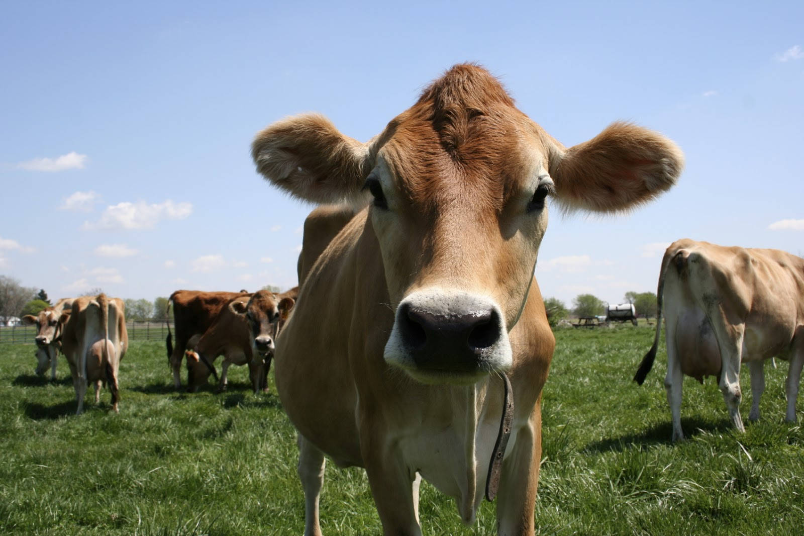 Close-up Photo Of A Farm Animal Wallpaper