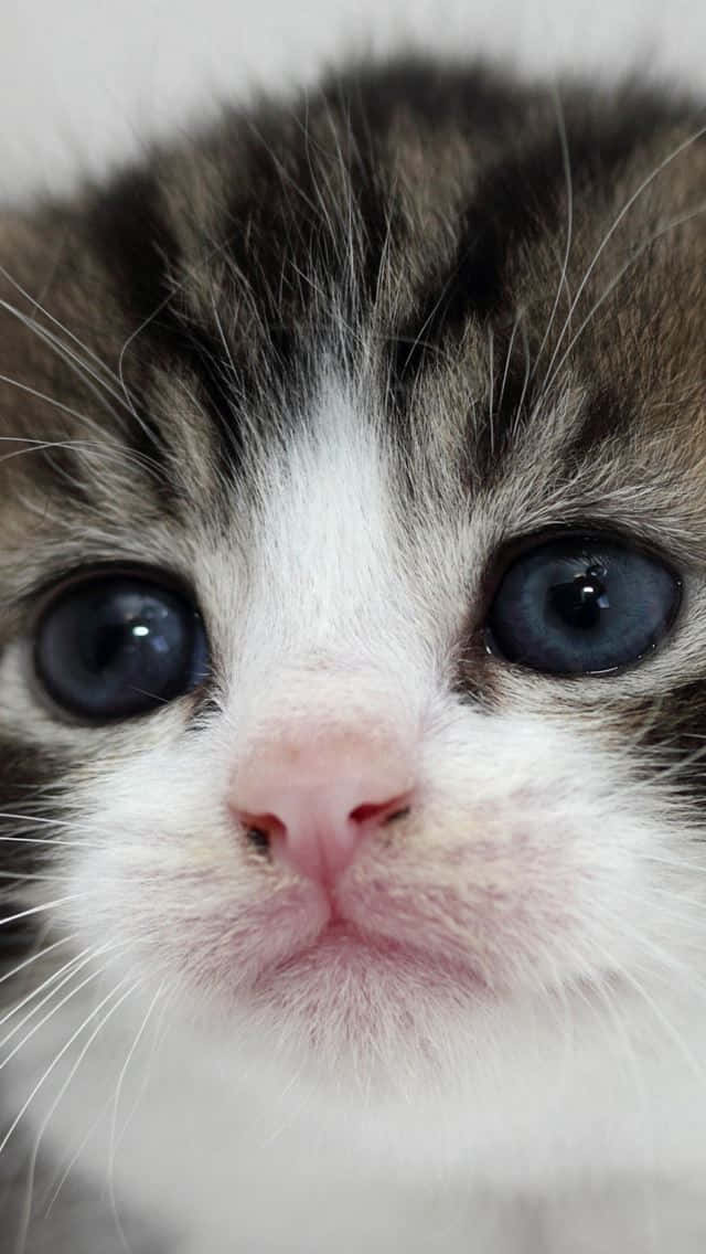 Close Up Sad Kitten Face.jpg Wallpaper