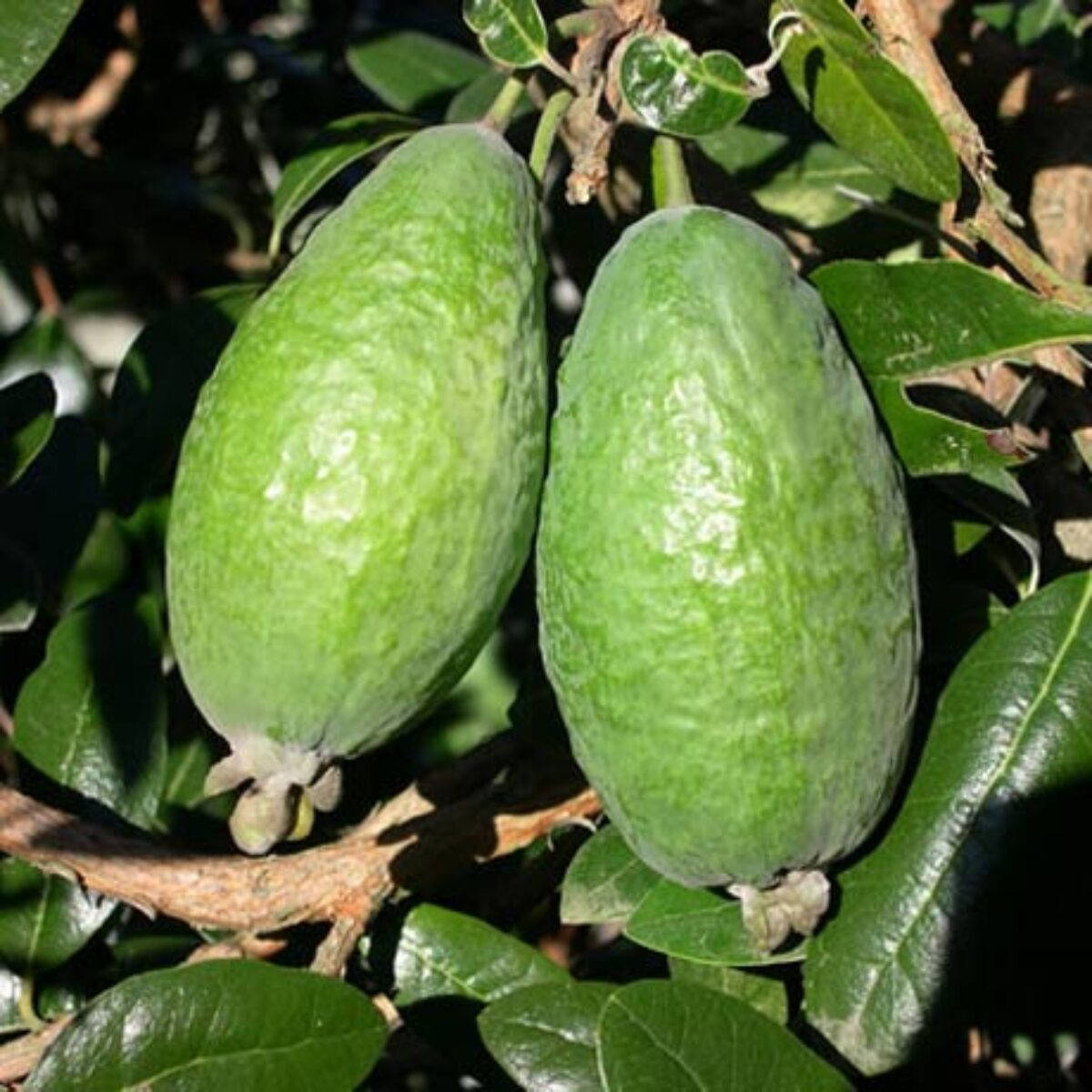 Close Up Two Feijoas Wallpaper