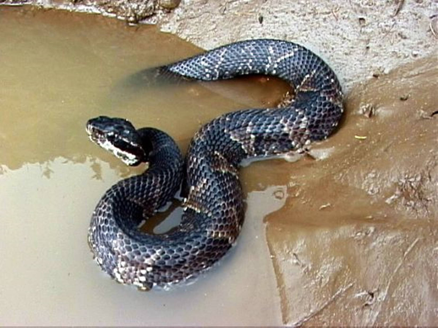 Close-up View Of A Black Water Moccasin On Mud Wallpaper