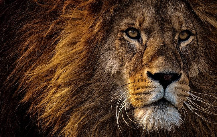 Closeup Hd Photography Of Lion's Face Wallpaper