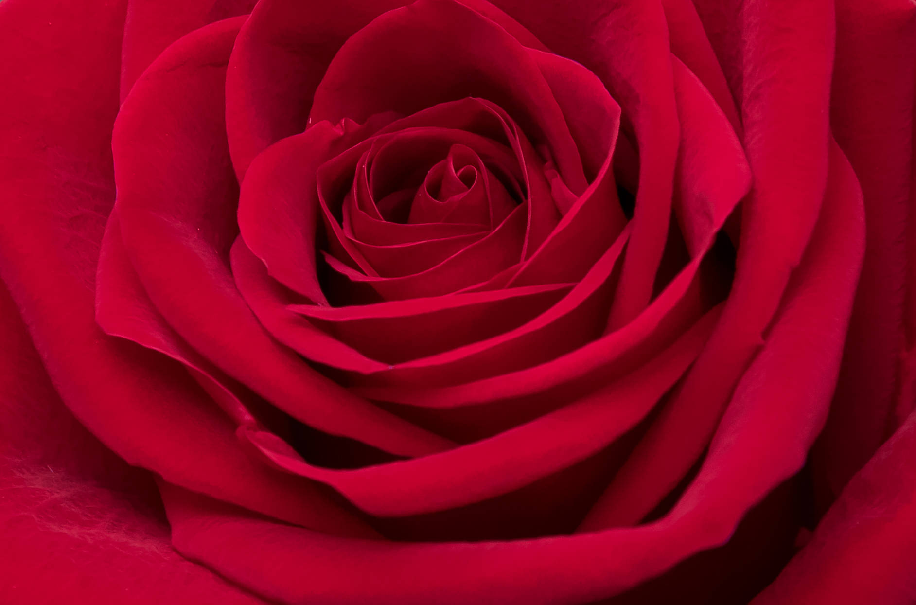 Closeup Rose Red Screen Wallpaper