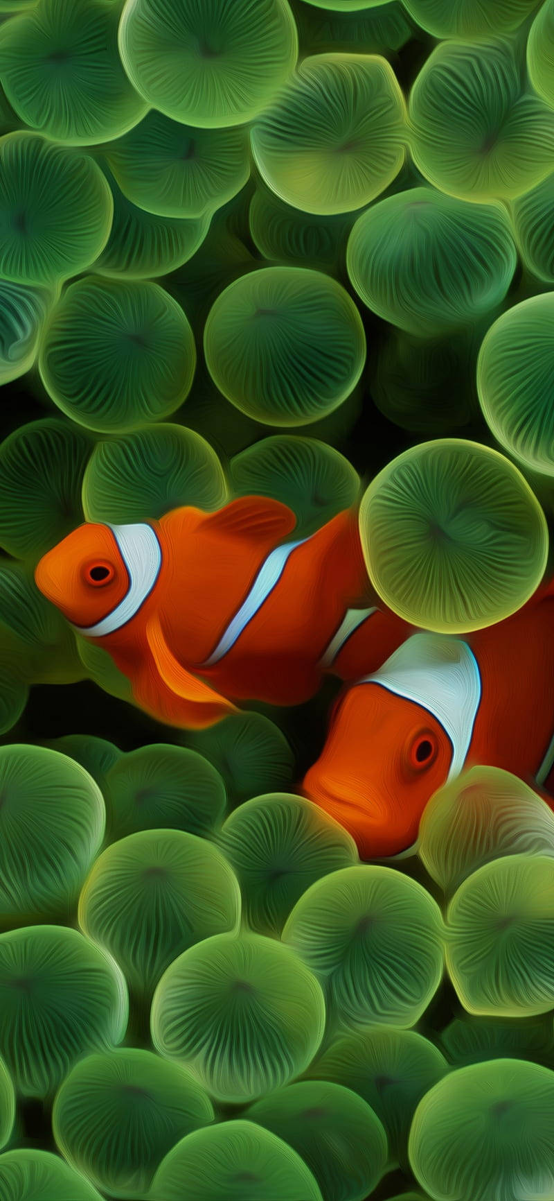 Clown Fish Iphone Wallpaper