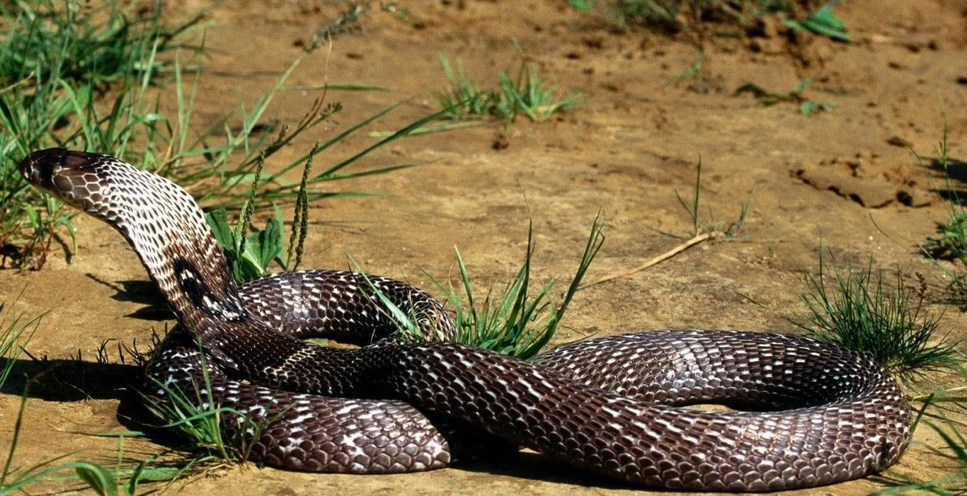 Cobra Coiling Next To Grass Wallpaper